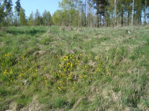 <img300*0:stuff/z/1/Valborg2009/DSC02445.JPG>