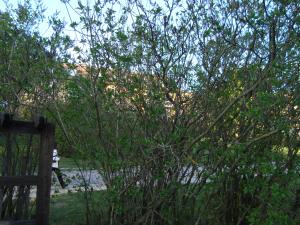 <img300*0:stuff/z/1/Valborg2009/DSC02487.JPG>