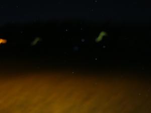 <img300*0:stuff/z/1/Valborg2009/DSC02542.JPG>