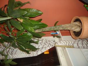 <img300*0:stuff/z/1/Valborg2012/DSC06451.JPG>