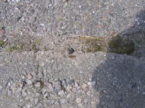 <img300*0:stuff/z/1/Walk%2520with%2520Julia/p1010013.jpg>