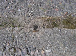 <img300*0:stuff/z/1/Walk%2520with%2520Julia/p1010014.jpg>