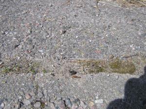 <img300*0:stuff/z/1/Walk%2520with%2520Julia/p1010018.jpg>