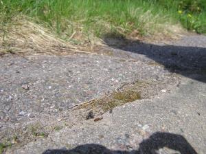 <img300*0:stuff/z/1/Walk%2520with%2520Julia/p1010019.jpg>