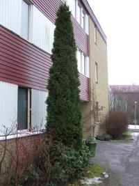 <imgr200*0:stuff/z/1/Winter%2520tree%2520photo%2520reference/p1010004.jpg>