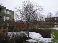 <img200*0:stuff/z/1/Winter%2520tree%2520photo%2520reference/p1010005.jpg>