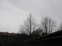 <img200*0:stuff/z/1/Winter%2520tree%2520photo%2520reference/p1010006.jpg>