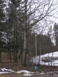 <imgl200*0:stuff/z/1/Winter%2520tree%2520photo%2520reference/p1010009.jpg>