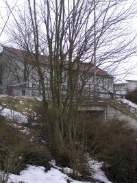 <imgl200*0:stuff/z/1/Winter%2520tree%2520photo%2520reference/p1010010.jpg>