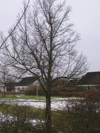 <imgl200*0:stuff/z/1/Winter%2520tree%2520photo%2520reference/p1010011.jpg>