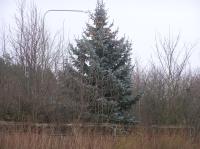 <img200*0:stuff/z/1/Winter%2520tree%2520photo%2520reference/p1010012.jpg>