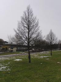 <imgl200*0:stuff/z/1/Winter%2520tree%2520photo%2520reference/p1010013.jpg>