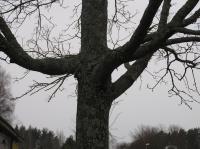 <img200*0:stuff/z/1/Winter%2520tree%2520photo%2520reference/p1010017.jpg>