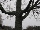 Winter Tree Photo Reference