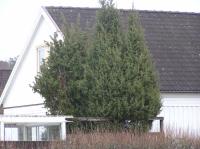 <img200*0:stuff/z/1/Winter%2520tree%2520photo%2520reference/p1010020.jpg>