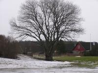 <img200*0:stuff/z/1/Winter%2520tree%2520photo%2520reference/p1010021.jpg>