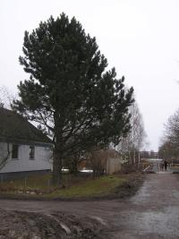 <imgl200*0:stuff/z/1/Winter%2520tree%2520photo%2520reference/p1010022.jpg>