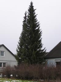 <imgl200*0:stuff/z/1/Winter%2520tree%2520photo%2520reference/p1010023.jpg>
