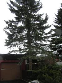 <imgl200*0:stuff/z/1/Winter%2520tree%2520photo%2520reference/p1010024.jpg>