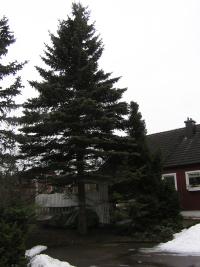 <imgl200*0:stuff/z/1/Winter%2520tree%2520photo%2520reference/p1010025.jpg>