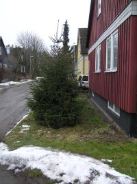<imgl200*0:stuff/z/1/Winter%2520tree%2520photo%2520reference/p1010026.jpg>