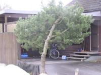 <img200*0:stuff/z/1/Winter%2520tree%2520photo%2520reference/p1010027.jpg>