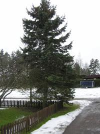 <imgl200*0:stuff/z/1/Winter%2520tree%2520photo%2520reference/p1010028.jpg>