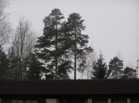 <img200*0:stuff/z/1/Winter%2520tree%2520photo%2520reference/p1010029.jpg>