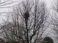 <img200*0:stuff/z/1/Winter%2520tree%2520photo%2520reference/p1010031.jpg>