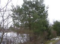 <img200*0:stuff/z/1/Winter%2520tree%2520photo%2520reference/p1010032.jpg>