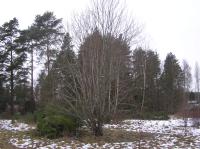 <img200*0:stuff/z/1/Winter%2520tree%2520photo%2520reference/p1010033.jpg>