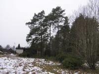 <img200*0:stuff/z/1/Winter%2520tree%2520photo%2520reference/p1010034.jpg>