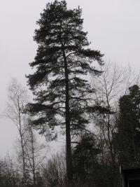 <imgl200*0:stuff/z/1/Winter%2520tree%2520photo%2520reference/p1010037.jpg>