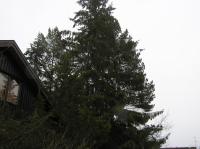 <img200*0:stuff/z/1/Winter%2520tree%2520photo%2520reference/p1010038.jpg>