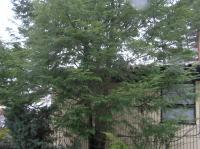 <img200*0:stuff/z/1/Winter%2520tree%2520photo%2520reference/p1010041.jpg>