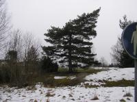 <img200*0:stuff/z/1/Winter%2520tree%2520photo%2520reference/p1010042.jpg>