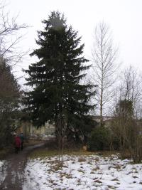 <imgl200*0:stuff/z/1/Winter%2520tree%2520photo%2520reference/p1010043.jpg>