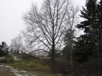 <img200*0:stuff/z/1/Winter%2520tree%2520photo%2520reference/p1010044.jpg>