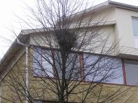 <img200*0:stuff/z/1/Winter%2520tree%2520photo%2520reference/p1010045.jpg>