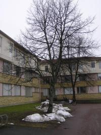 <imgl200*0:stuff/z/1/Winter%2520tree%2520photo%2520reference/p1010046.jpg>