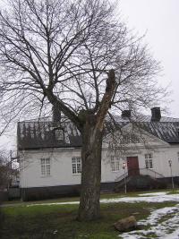 <imgl200*0:stuff/z/1/Winter%2520tree%2520photo%2520reference/p1010047.jpg>