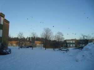 <img300*0:stuff/z/1/birds%2520and%2520birds/DSC08185.JPG>