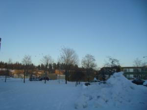 <img300*0:stuff/z/1/birds%2520and%2520birds/DSC08188.JPG>