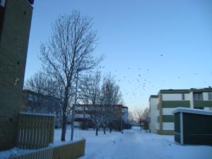 <img300*0:stuff/z/1/birds%2520and%2520birds/DSC08190.JPG>