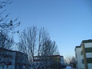 <img300*0:stuff/z/1/birds%2520and%2520birds/DSC08193.JPG>