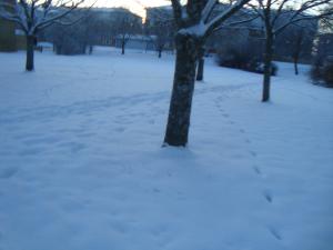 <img300*0:stuff/z/1/birds%2520and%2520birds/DSC08199.JPG>