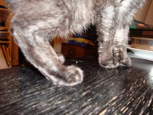 <img300*0:stuff/z/1/cat%2520feet/dsc00173.jpg>