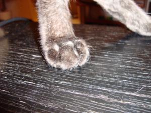<img300*0:stuff/z/1/cat%2520feet/dsc00174.jpg>