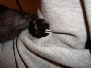<img300*0:stuff/z/1/cat%2520feet/dsc00176.jpg>