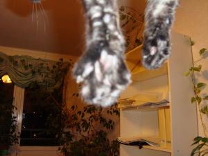 <img300*0:stuff/z/1/cat%2520feet/dsc00177.jpg>
